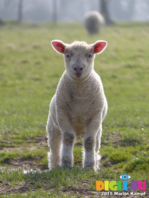 FZ012237 Lamb in field